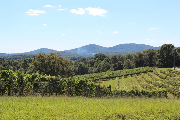 Three Sisters vineyard, Lumpkin County