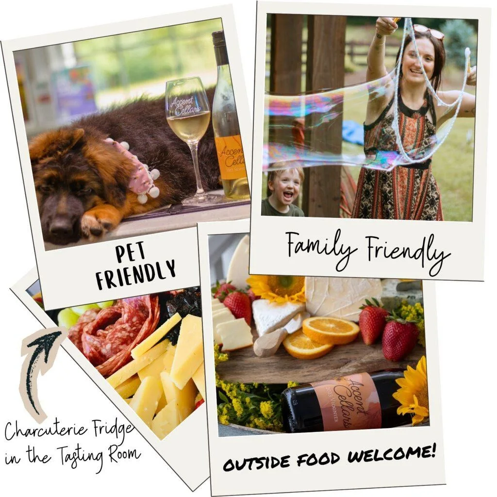 Official Accent Cellars collage showing guests and wine tasting