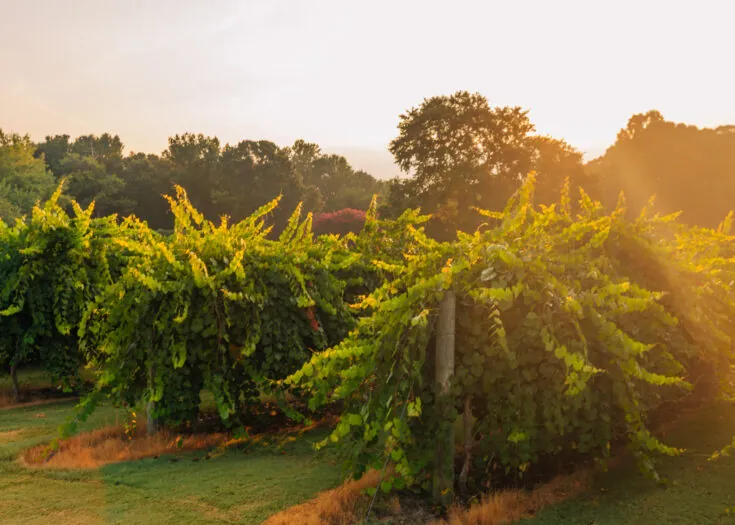 Chateau Elan resort and winery in Braselton