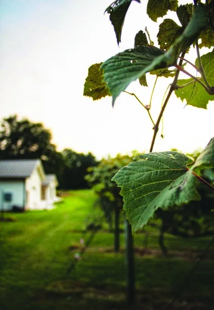 Cloudland grapevines with the winery building beyond