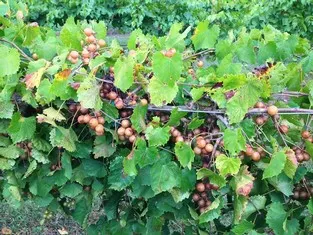 Ripening grapes on the vines at Currahee Vineyard
