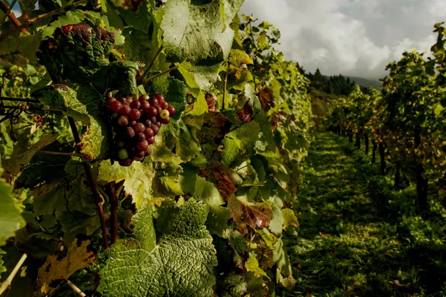 Sunlit grapevines at Engelheim