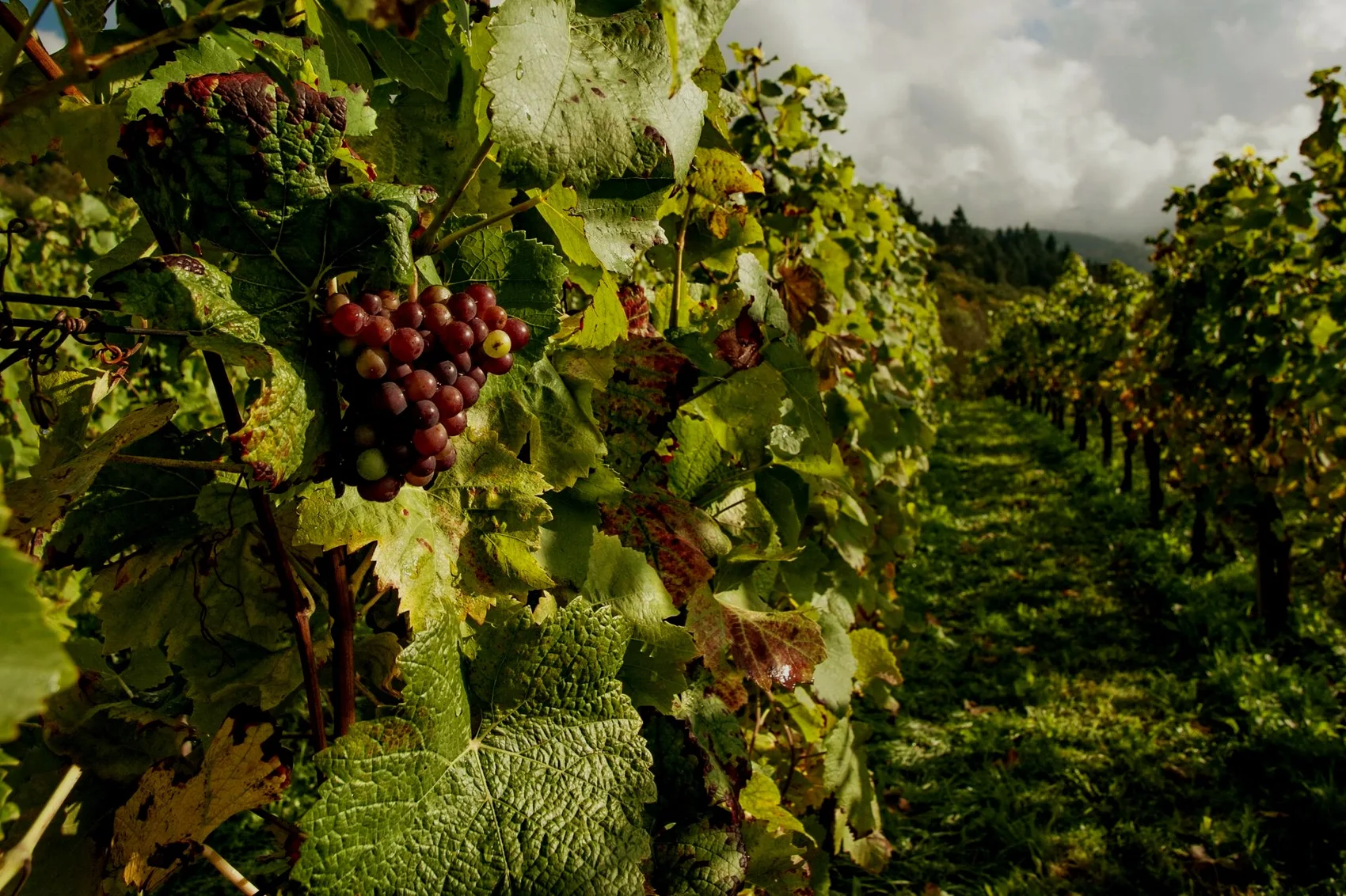 Sunlit grapevines at Engelheim