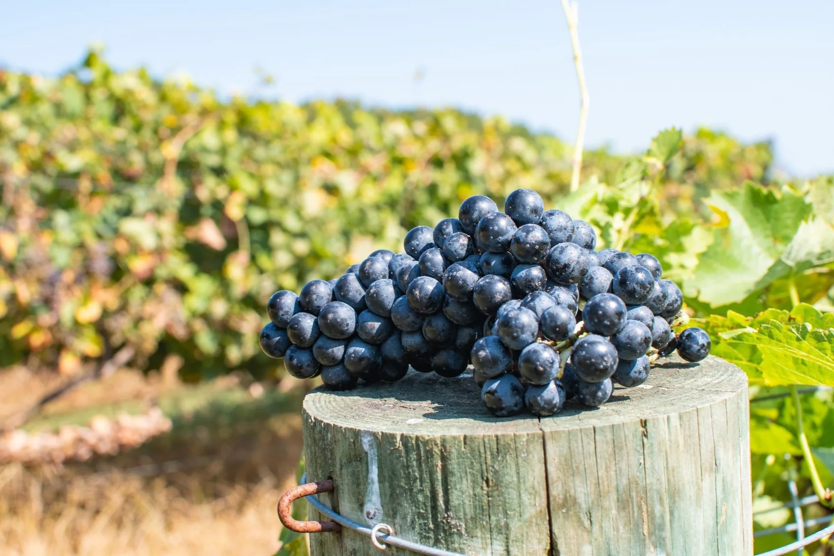 Harvested grapes with Engelheim vineyard in the background