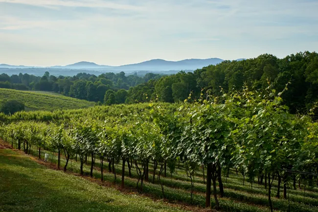 Frogtown vineyard rows and distant mountain view