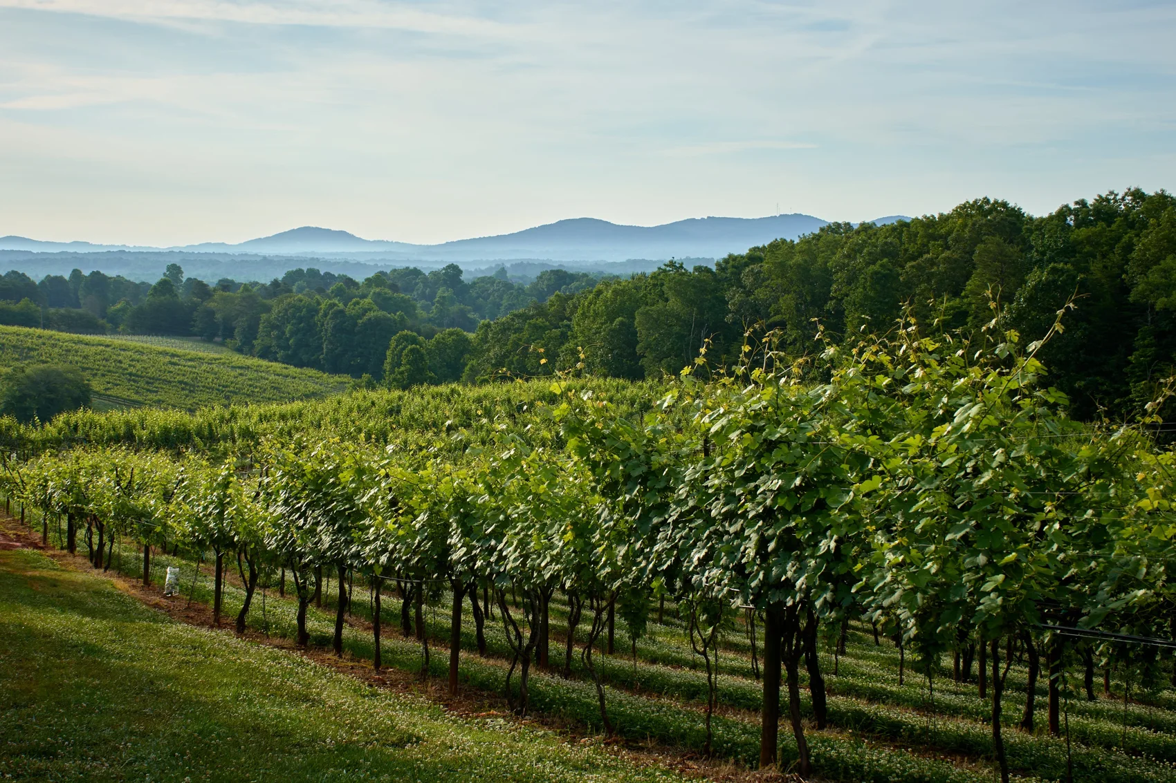 Frogtown vineyard rows and distant mountain view