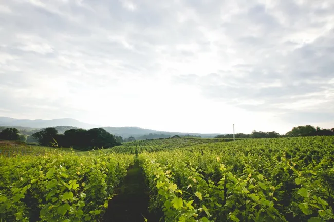 Rows of grapevines and mountain views at Kaya Vineyard