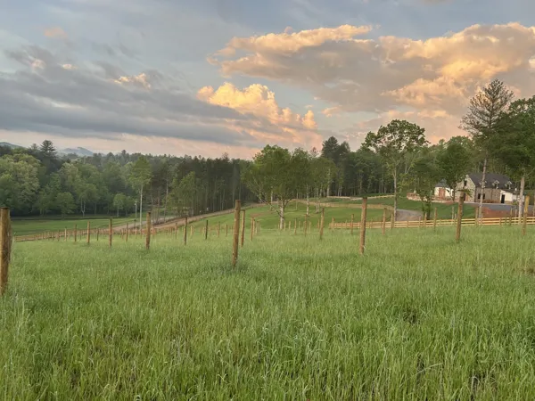 Kerith House young vineyard at sunset