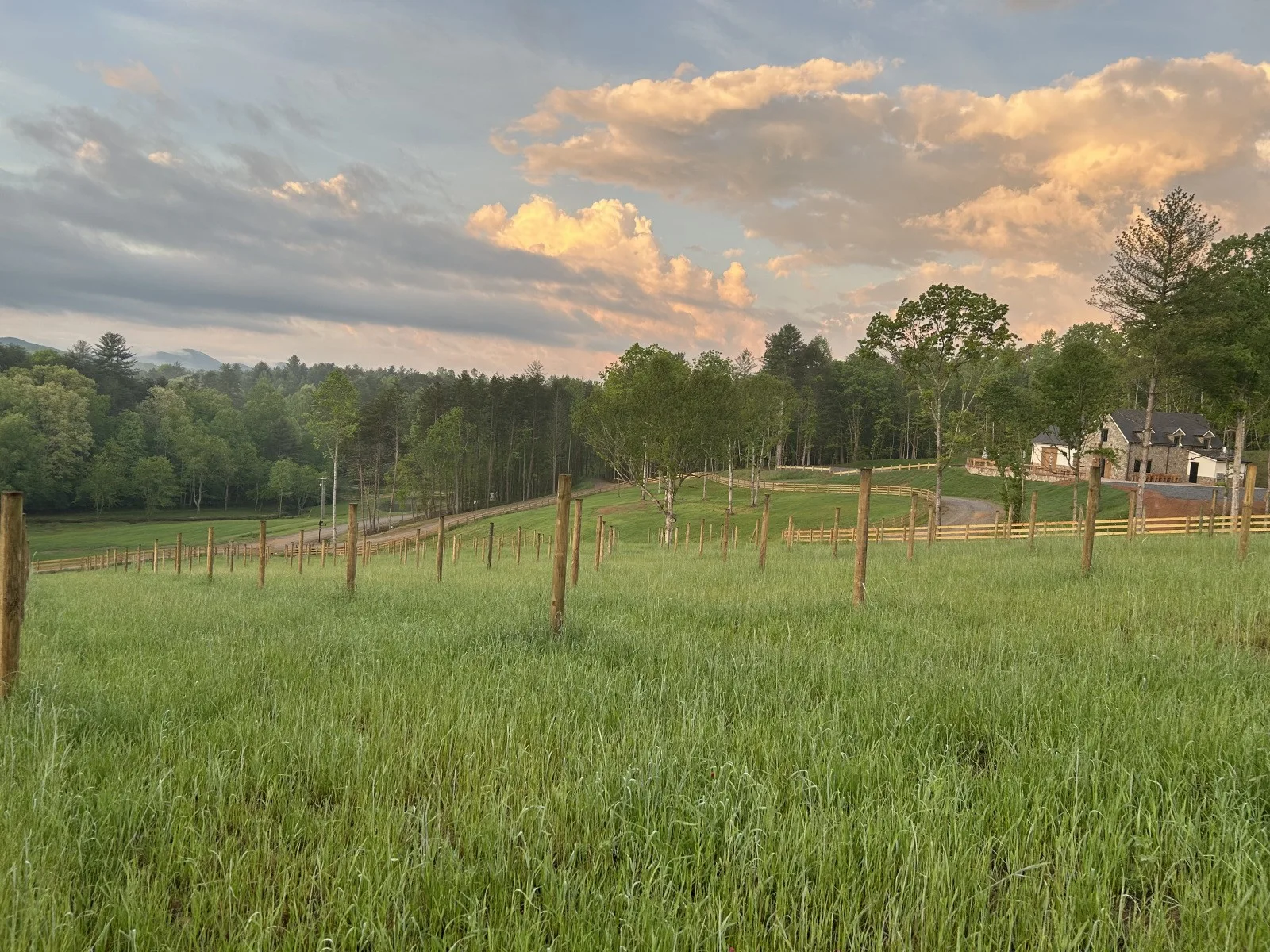 Kerith House young vineyard at sunset