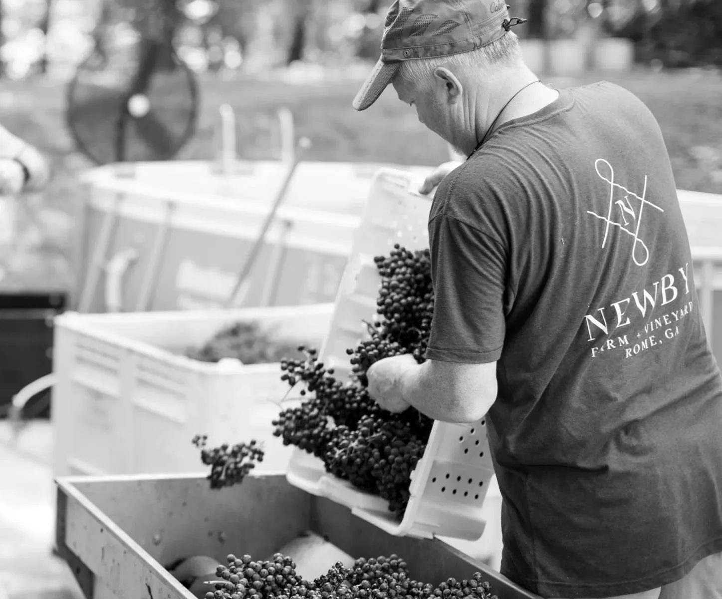 Harvest work at Newby Farm and Vineyard