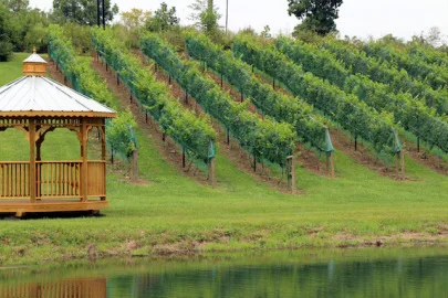 Vineyard at Odom Springs farm