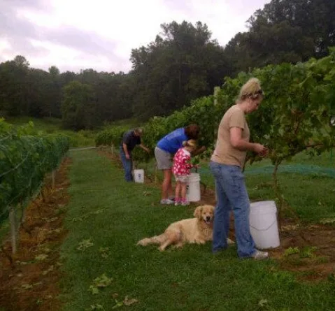 Harvesting grapes in the hillside vineyard at Odom Springs