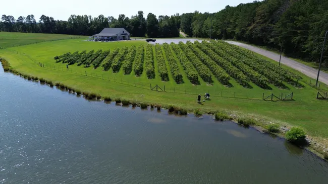 Aerial view across the pond and vines at Paris Mountain Vineyards