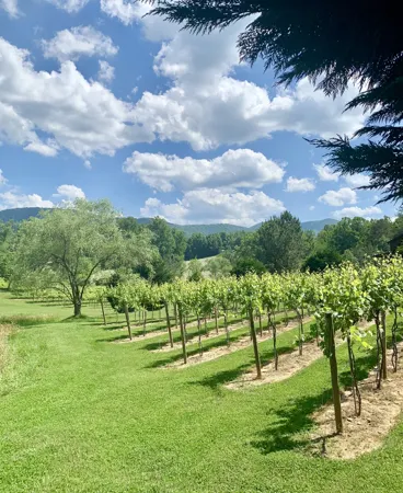 Green vines and mountain backdrop at Redtail Mountain Vineyard