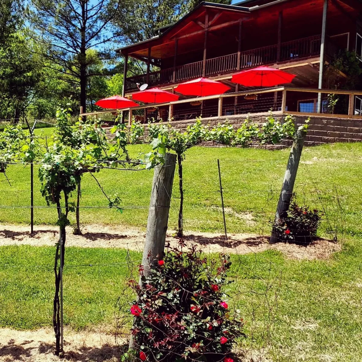 Red tasting room and vines at Redtail Mountain Vineyard