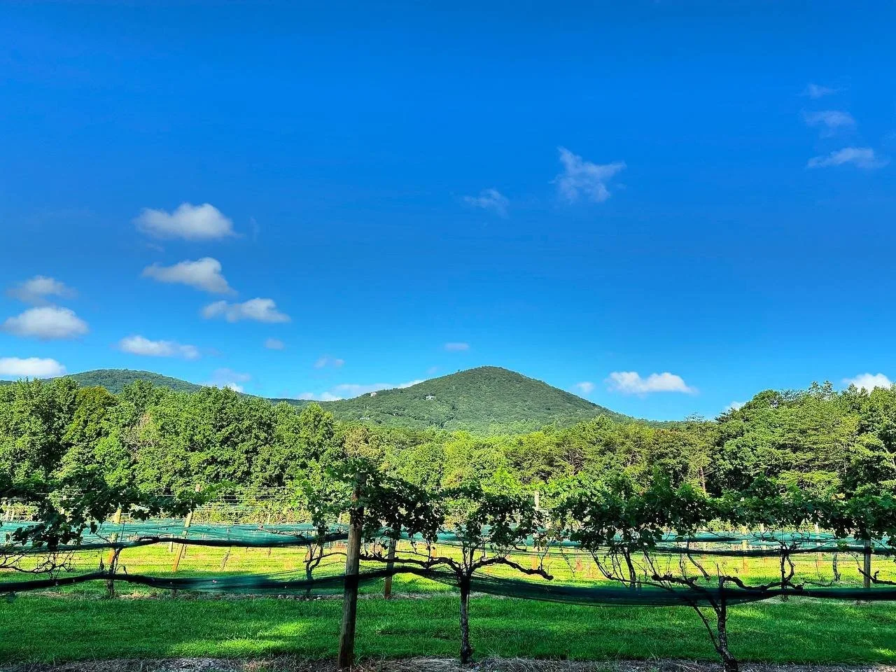 Sharp Mountain vineyard beneath a blue sky
