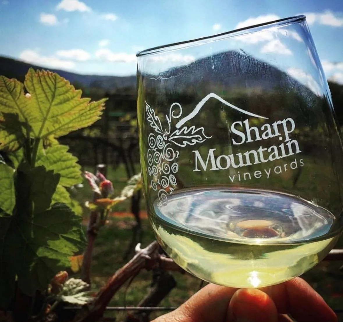 Sharp Mountain wine glass overlooking the vines