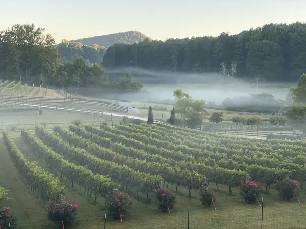 Morning mist above rows of vines at Stonewall Creek Vineyards