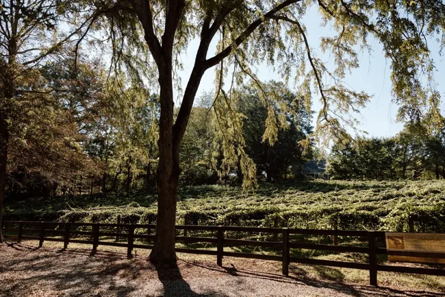 Picnic tables and oak tree beside the vines at Stoney J’s Farm Winery
