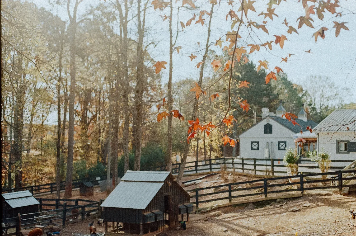 Farm buildings and fenced grounds at Stoney J’s in autumn