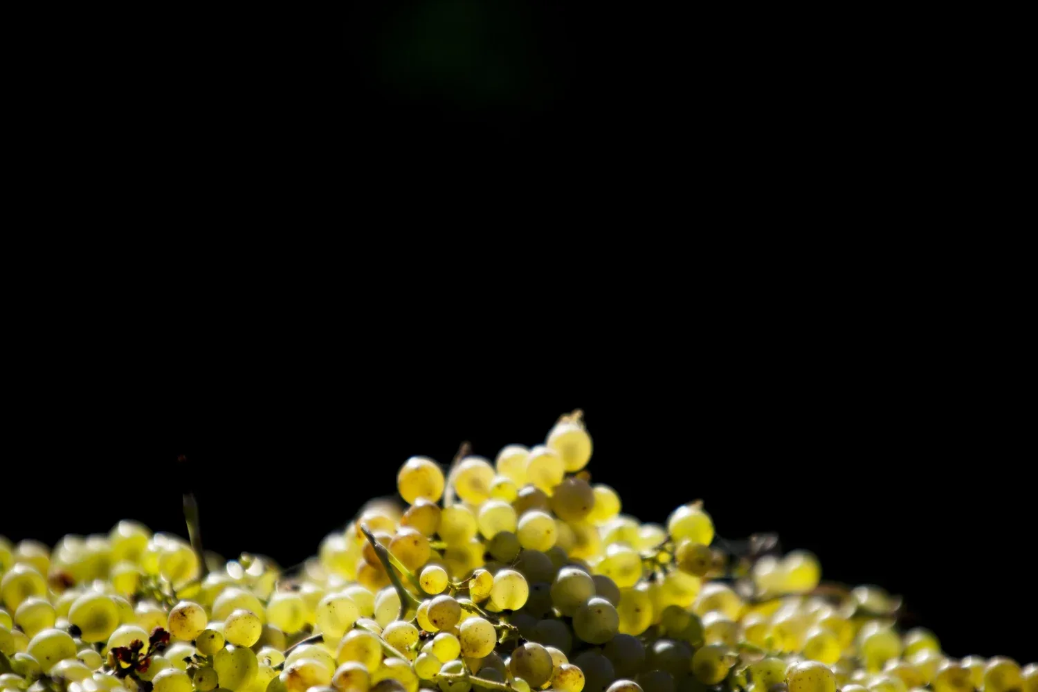 White wine grapes at Terra Incognita Vineyard