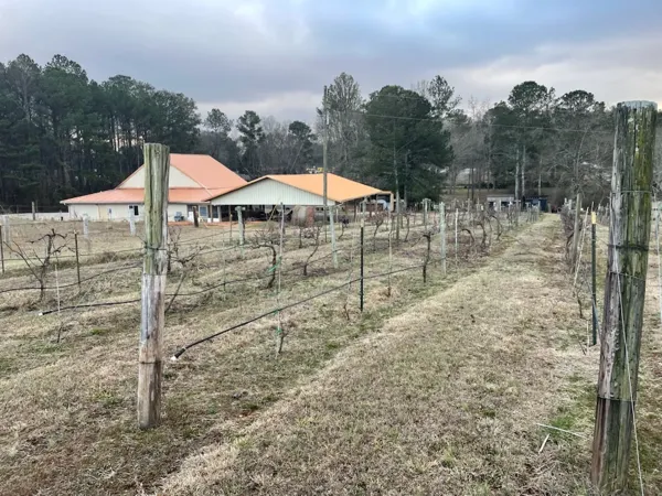 Vine rows leading toward The Vineyard at Hominy Creek winery
