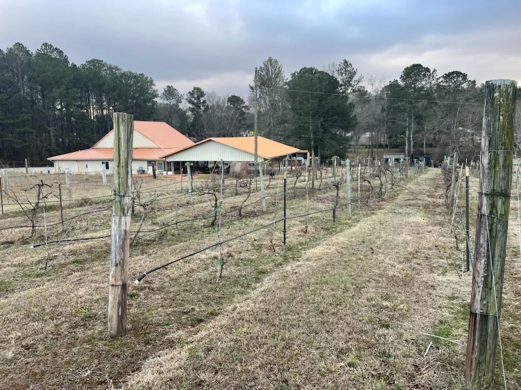 Vine rows leading toward The Vineyard at Hominy Creek winery